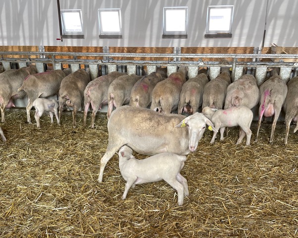 Naše ovce Lacaune v stajni na farme Toporec